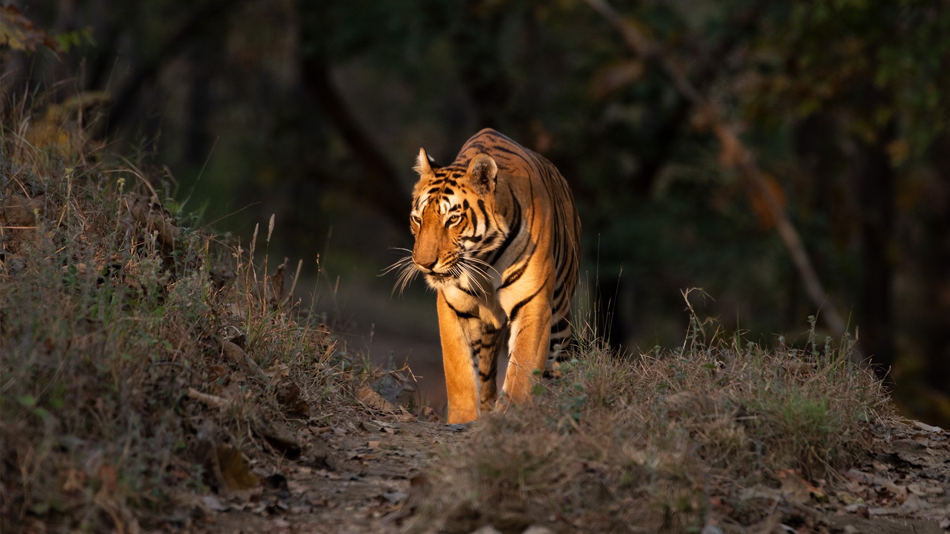 Luxury Resorts in Satpura: Experience the Wild in Style