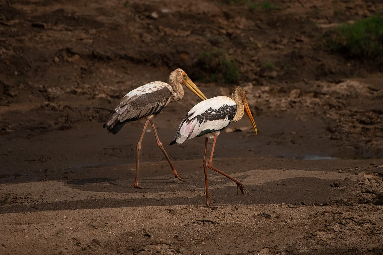 Satpura National Park photo 3