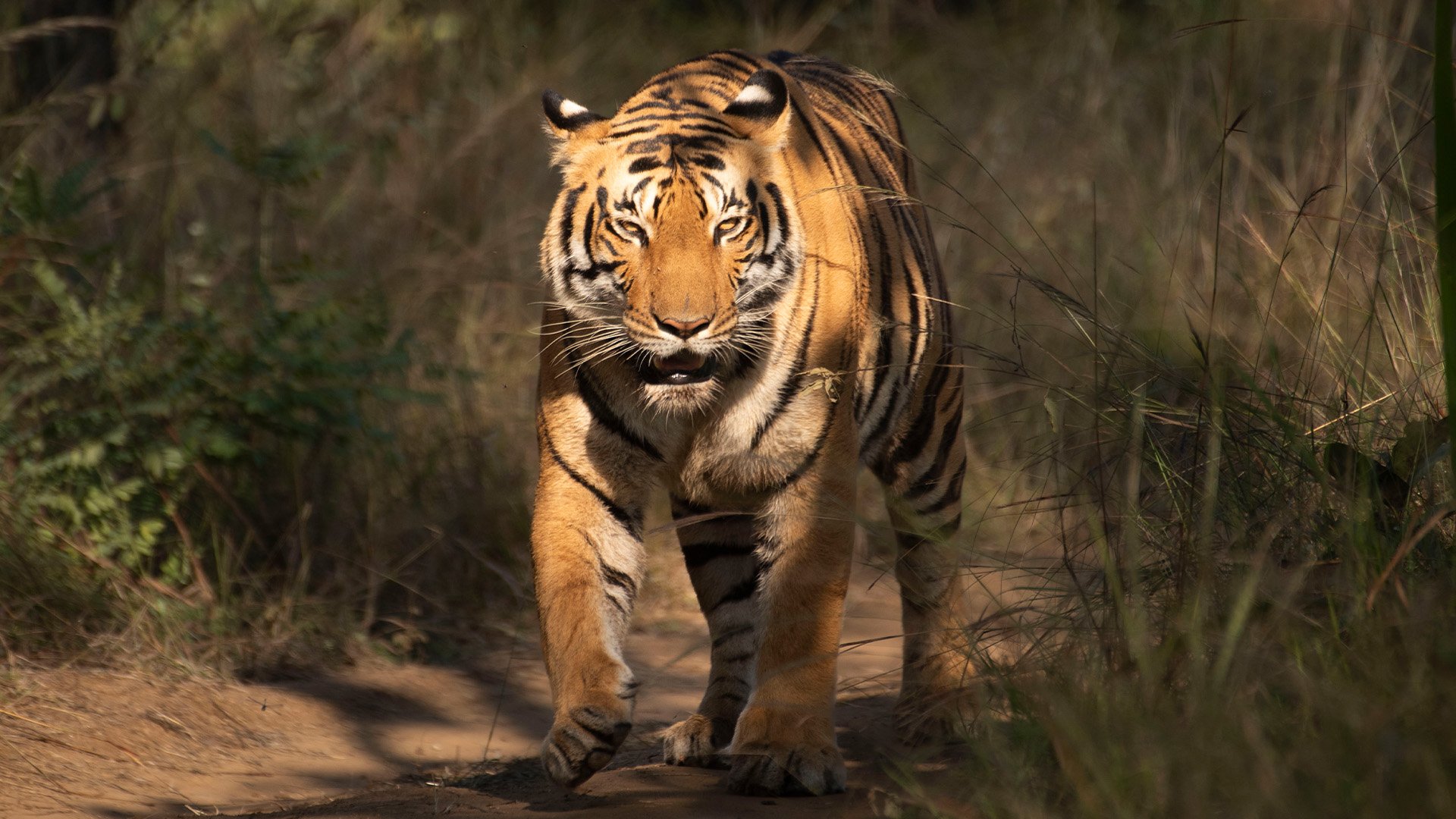 Satpura Resort Booking – Best Nature Stay & Jungle Getaway