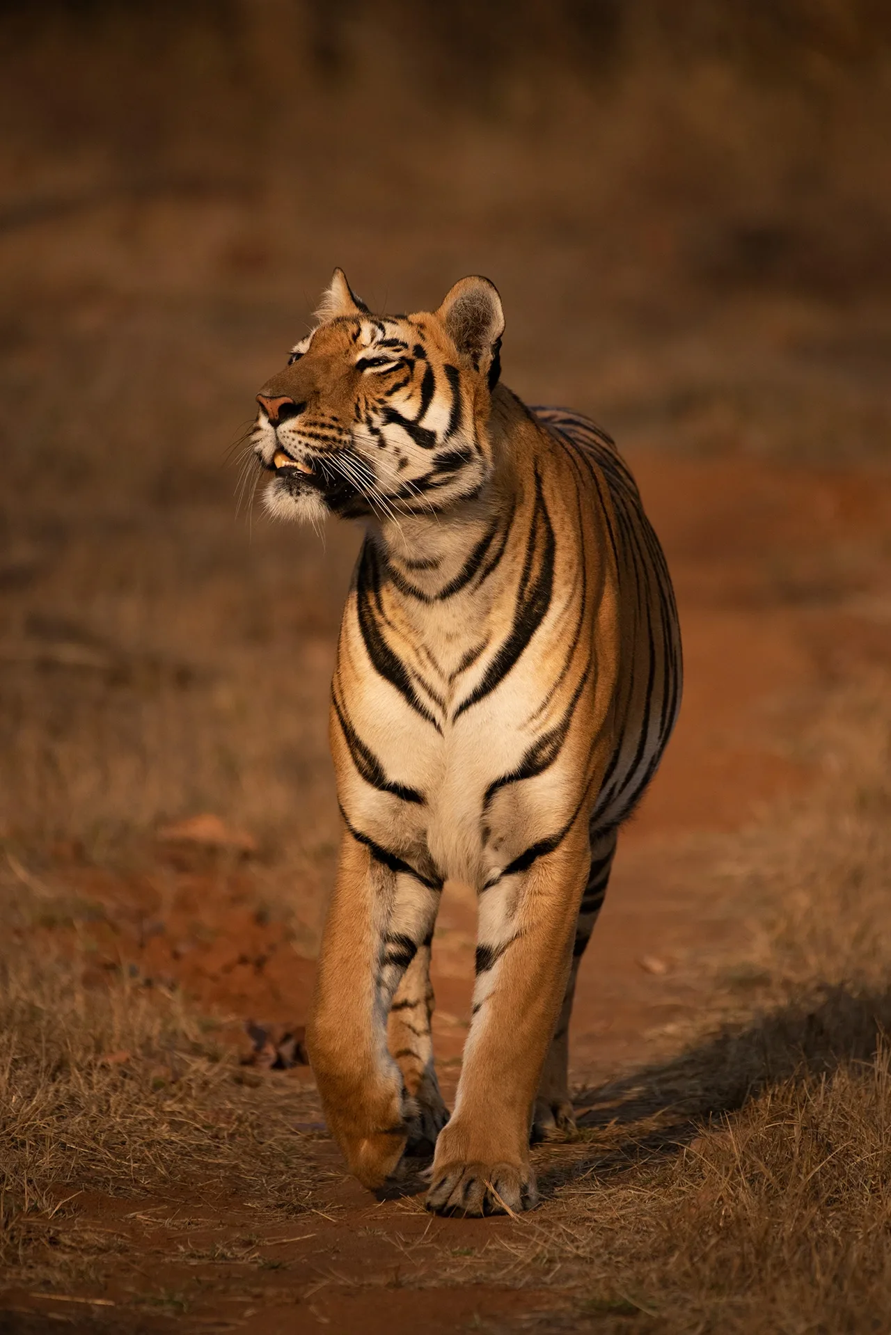 Satpura National Park photo 2