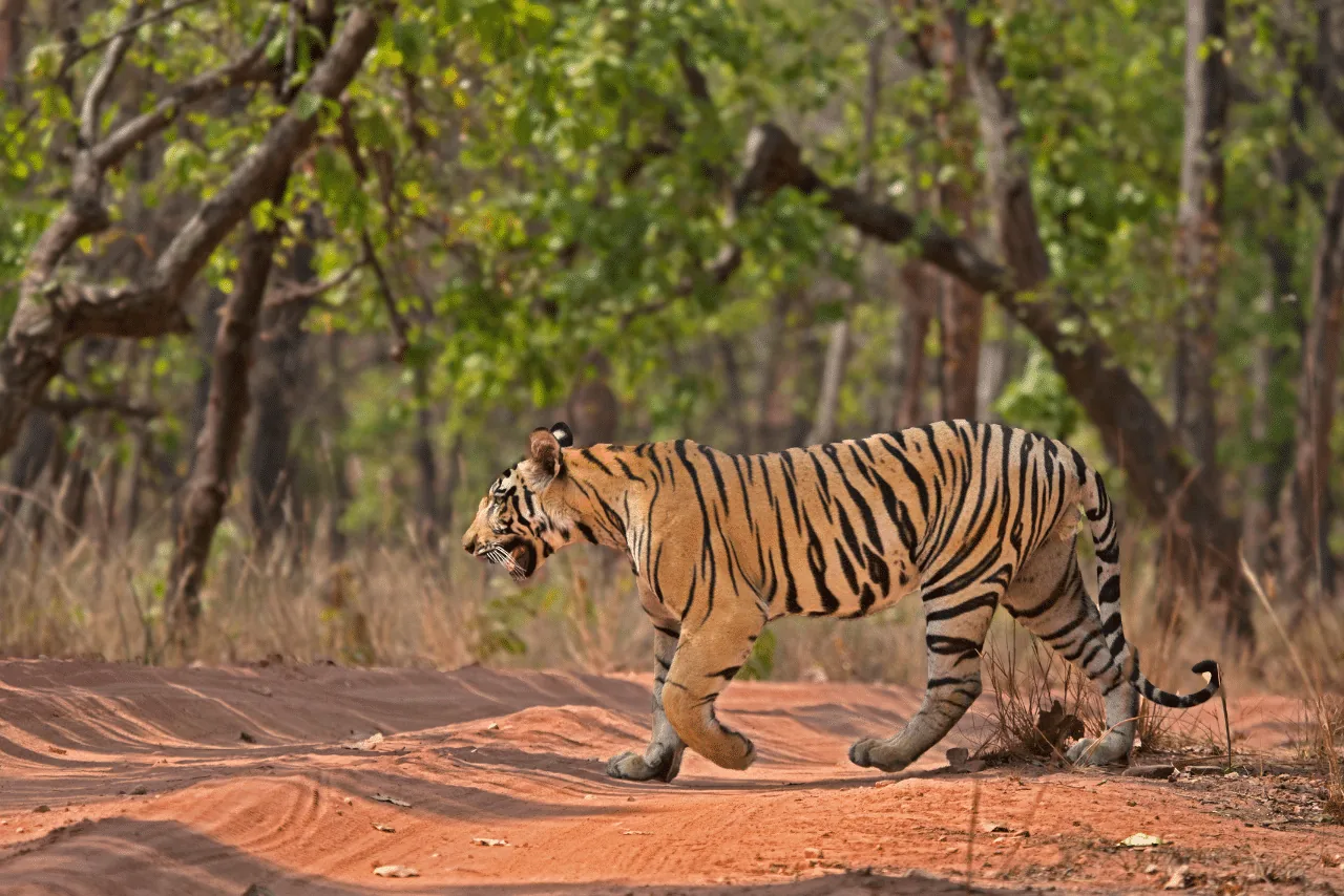 Tiger crossing forest track in Bandhavgarh National Park