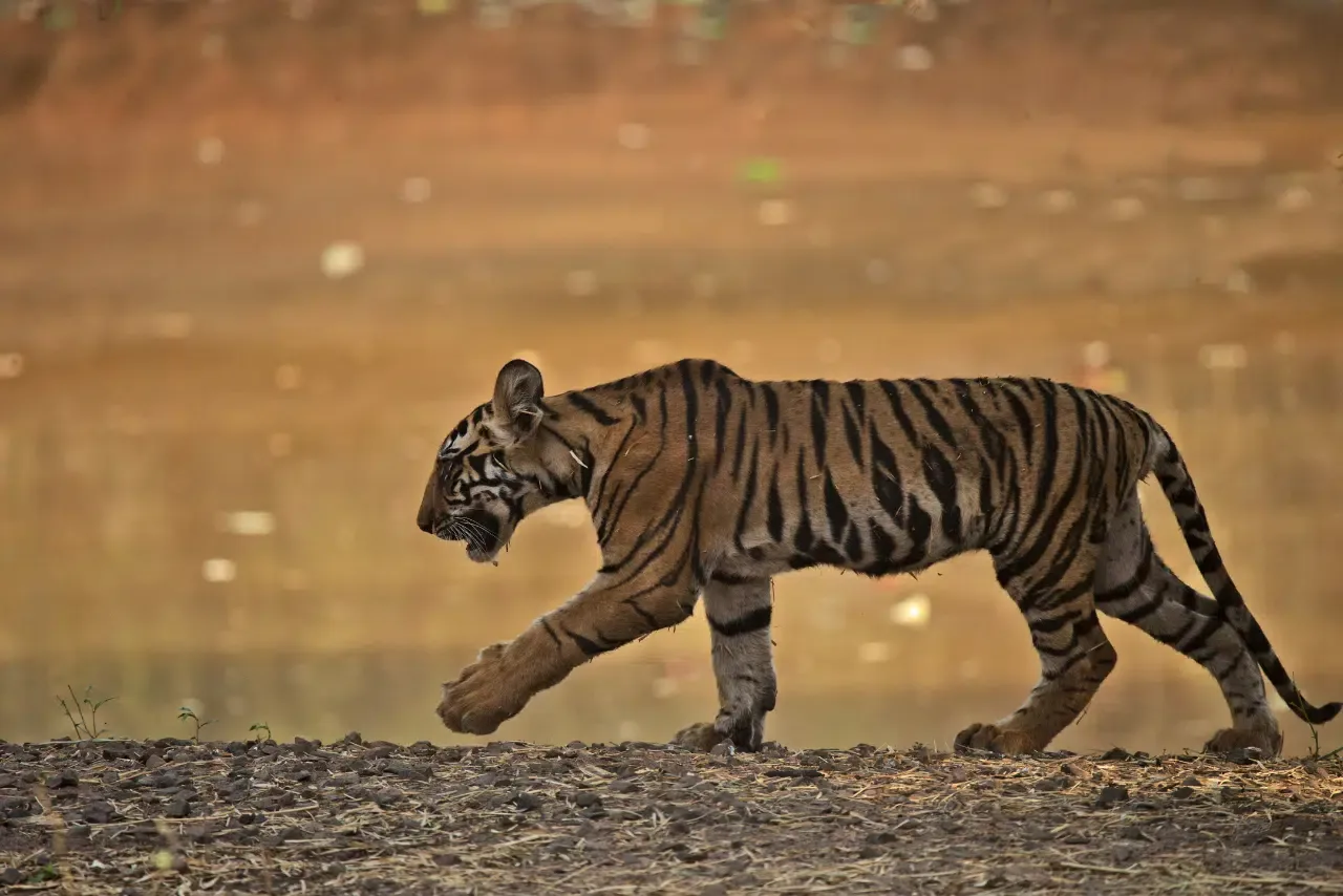 Tiger cub walking by waterhole in Bandhavgarh National Park