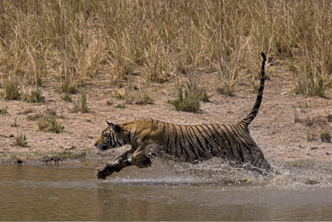 Tiger leaping across water in Bandhavgarh National Park
