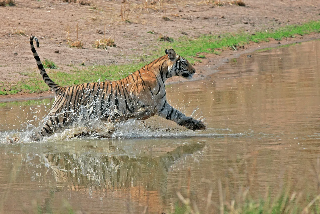 Tiger running through shallow water in Bandhavgarh National Park