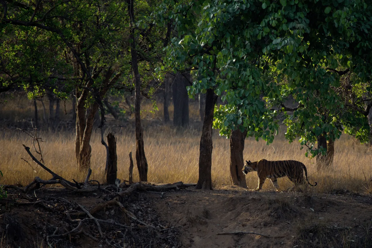 Tiger walking through forest clearing in Bandhavgarh National Park