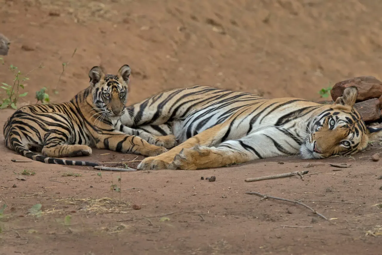 Tigress and cub resting on ground in Bandhavgarh National Park
