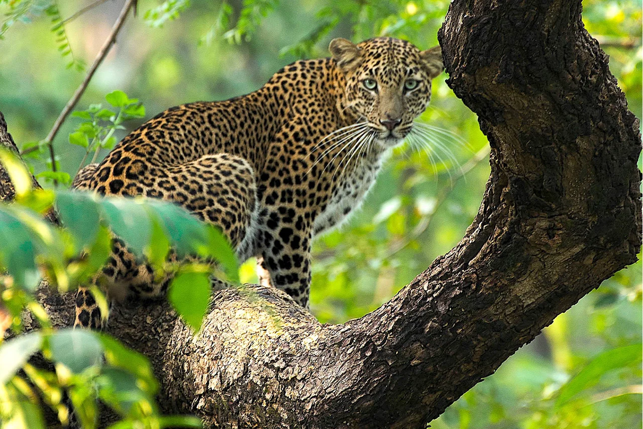 Leopard resting on a tree branch in Satpura Tiger Reserve
