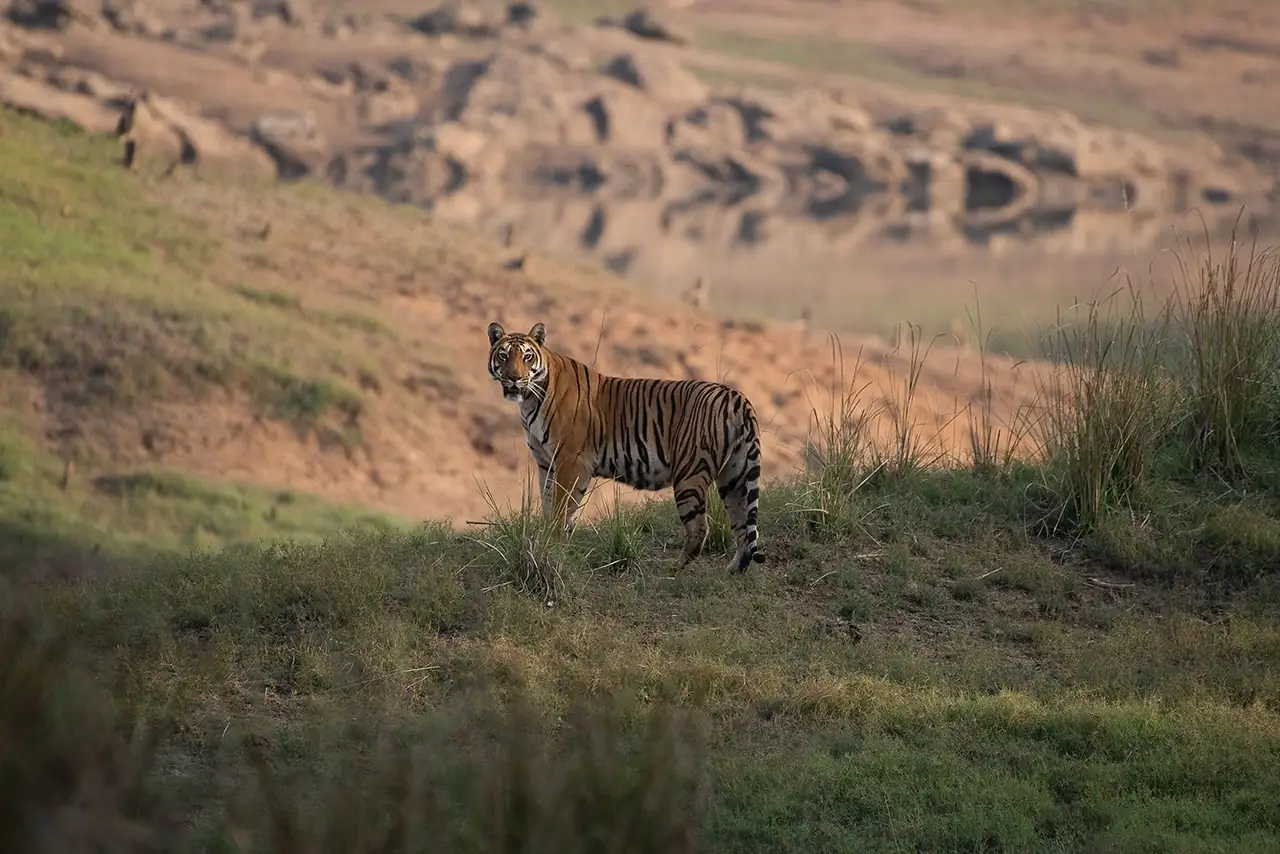 The Satpura Tour
