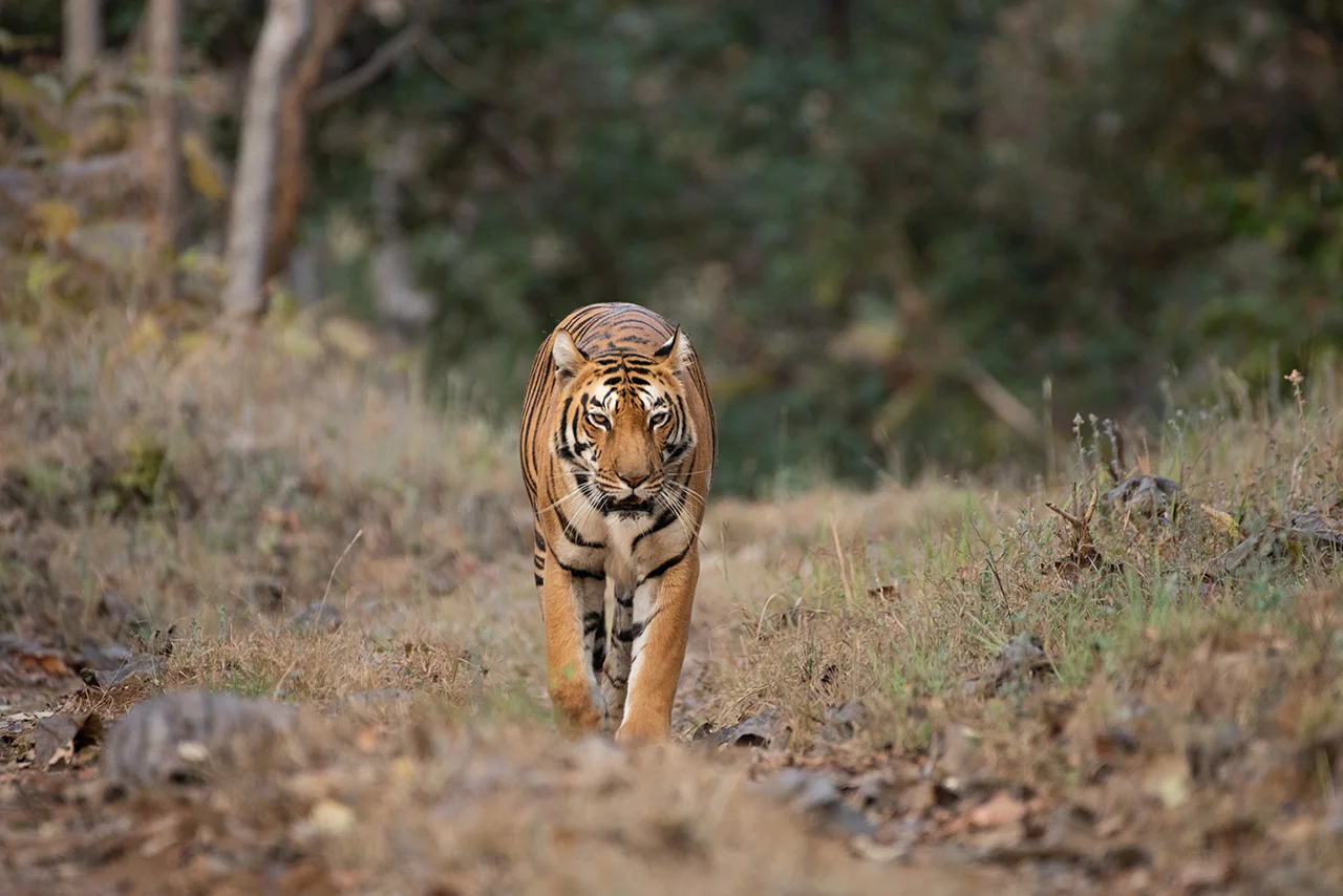 Madhai Churna Tiger Trail