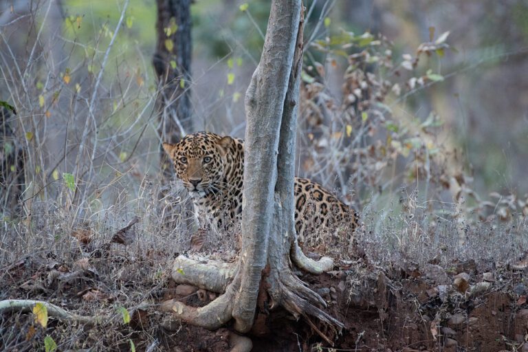 Things to do in Satpura National Park
