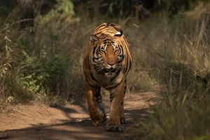 Bengal tiger walking along a forest trail during a wildlife safari in Satpura National Park