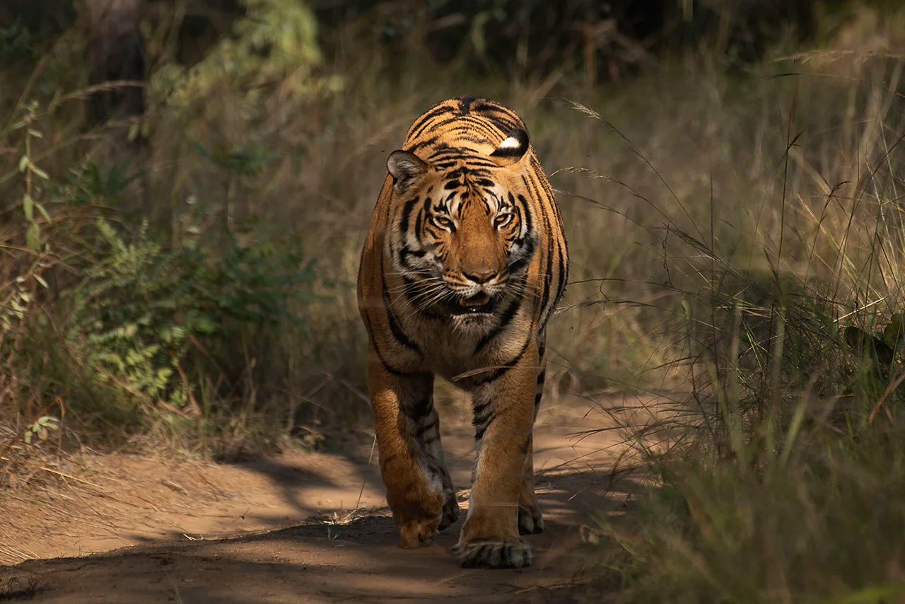 Bengal tiger walking along a forest trail during a wildlife safari in Satpura National Park