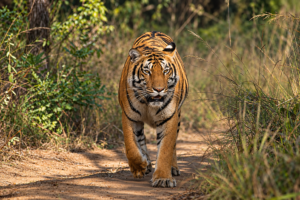 Best Time to Visit Satpura National Park for Safari